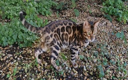 Bengal cats for stud: Bengal cat for stud, Fabio. in Peterborough - Image 22