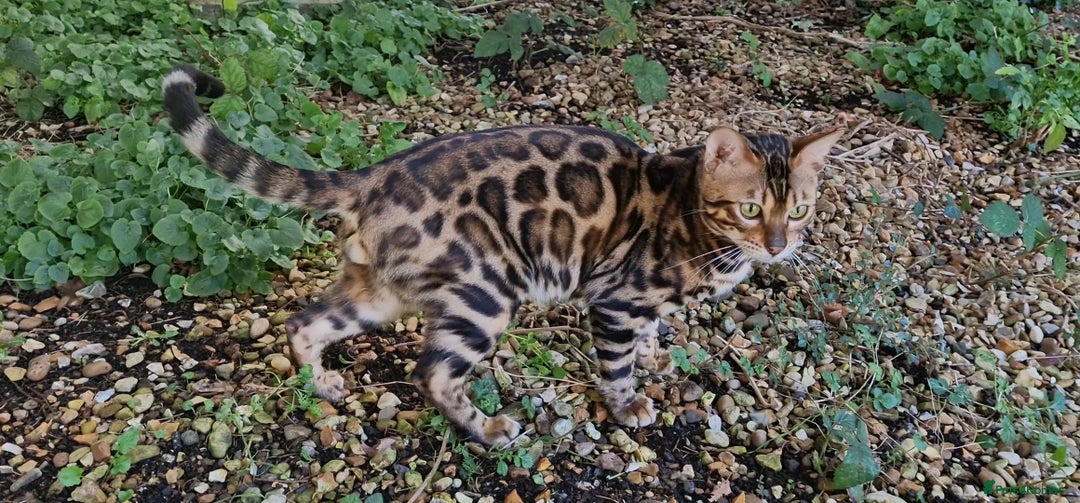 Bengal cats for stud: Bengal cat for stud, Fabio. in Peterborough - Image 22
