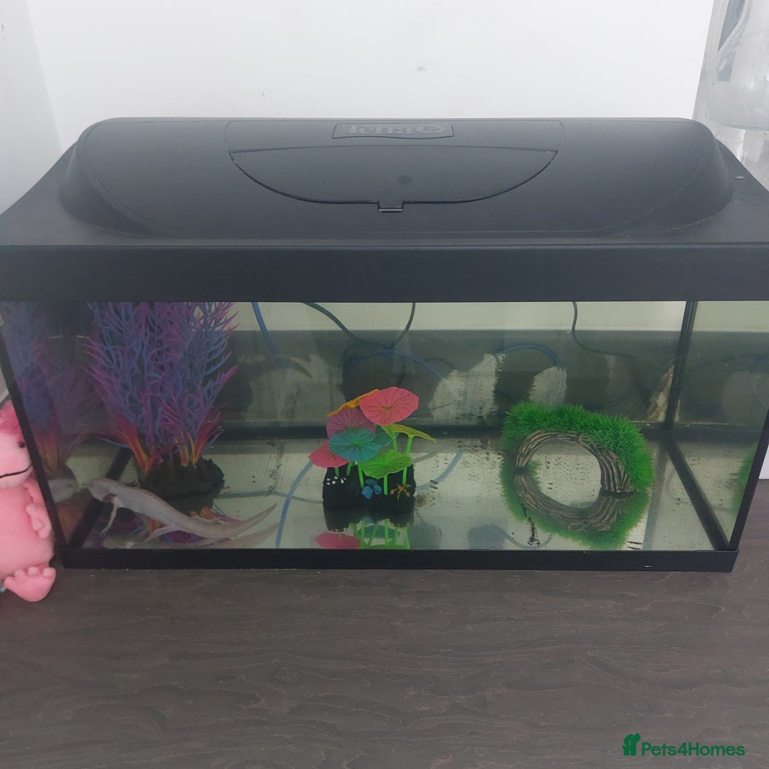 Other/Mixed Breed fish for sale: Axolloti - Advert 5