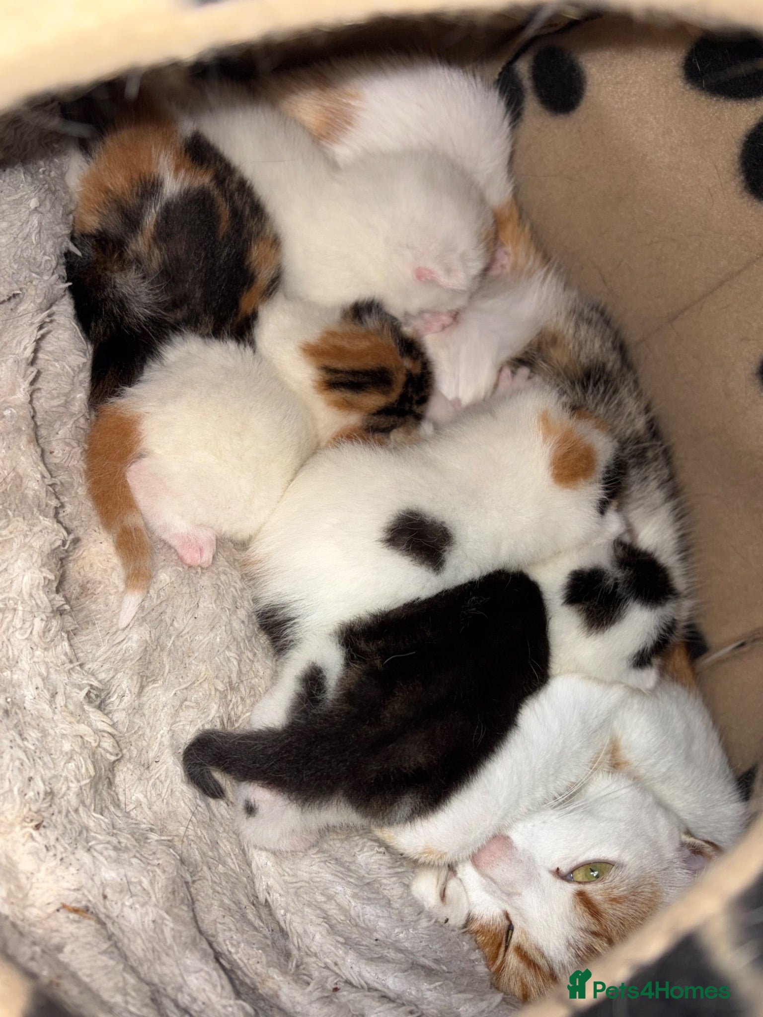 Mixed Breed cats Kittens  - Advert 9