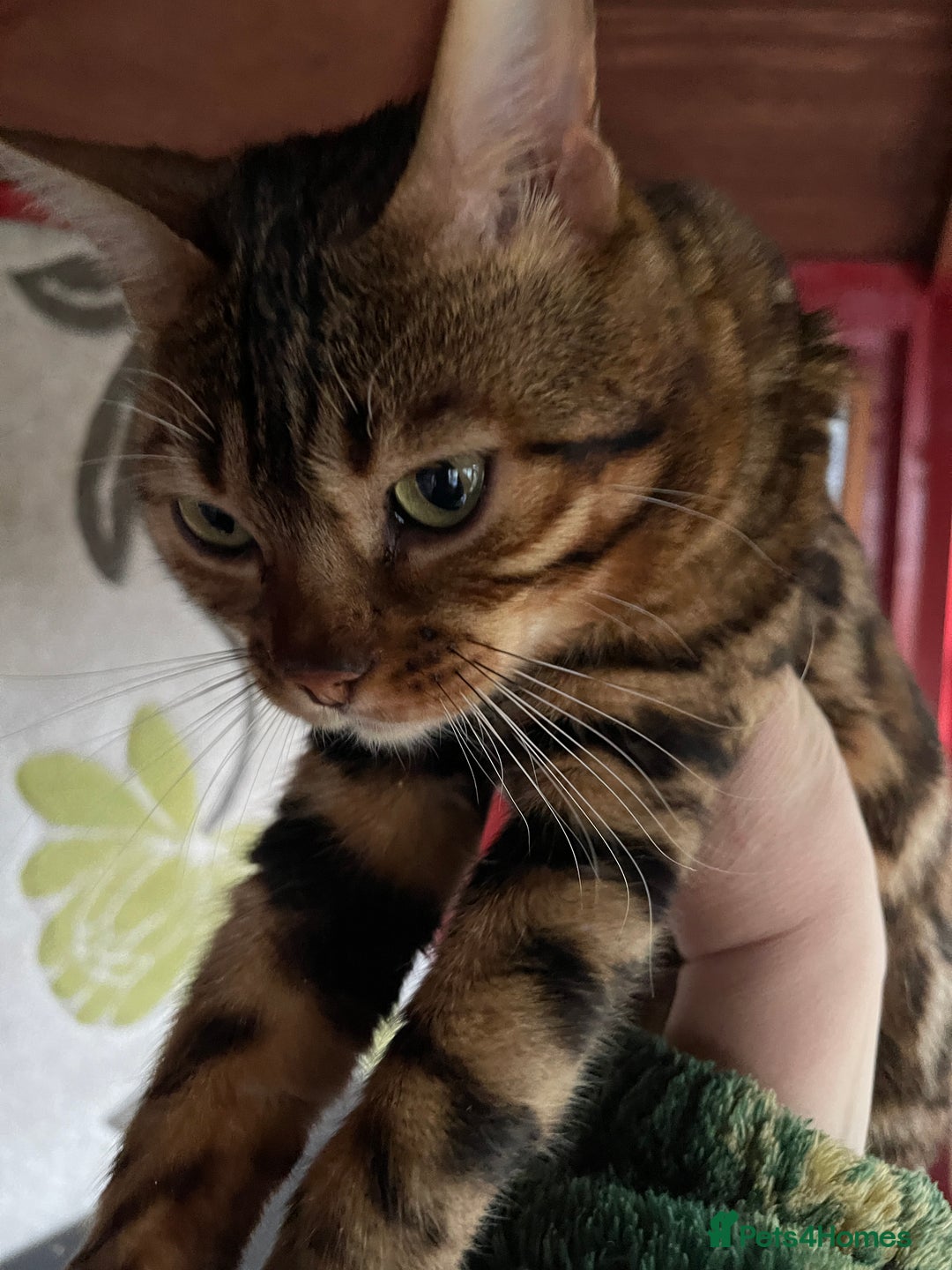 Bengal cats for stud: Bengal with Champion cert GCCF reg for stud duty - Image 4