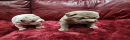 English Bulldog dogs for sale: 🐾Gorgeous British Bulldog Puppies - Boy & Girl💜 - Advert 17