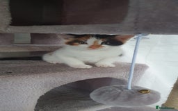 Mixed Breed cats for sale: 4 gorgeous kittens ready to find their new homes - Image 4