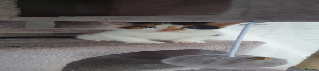 Mixed Breed Kitten 4