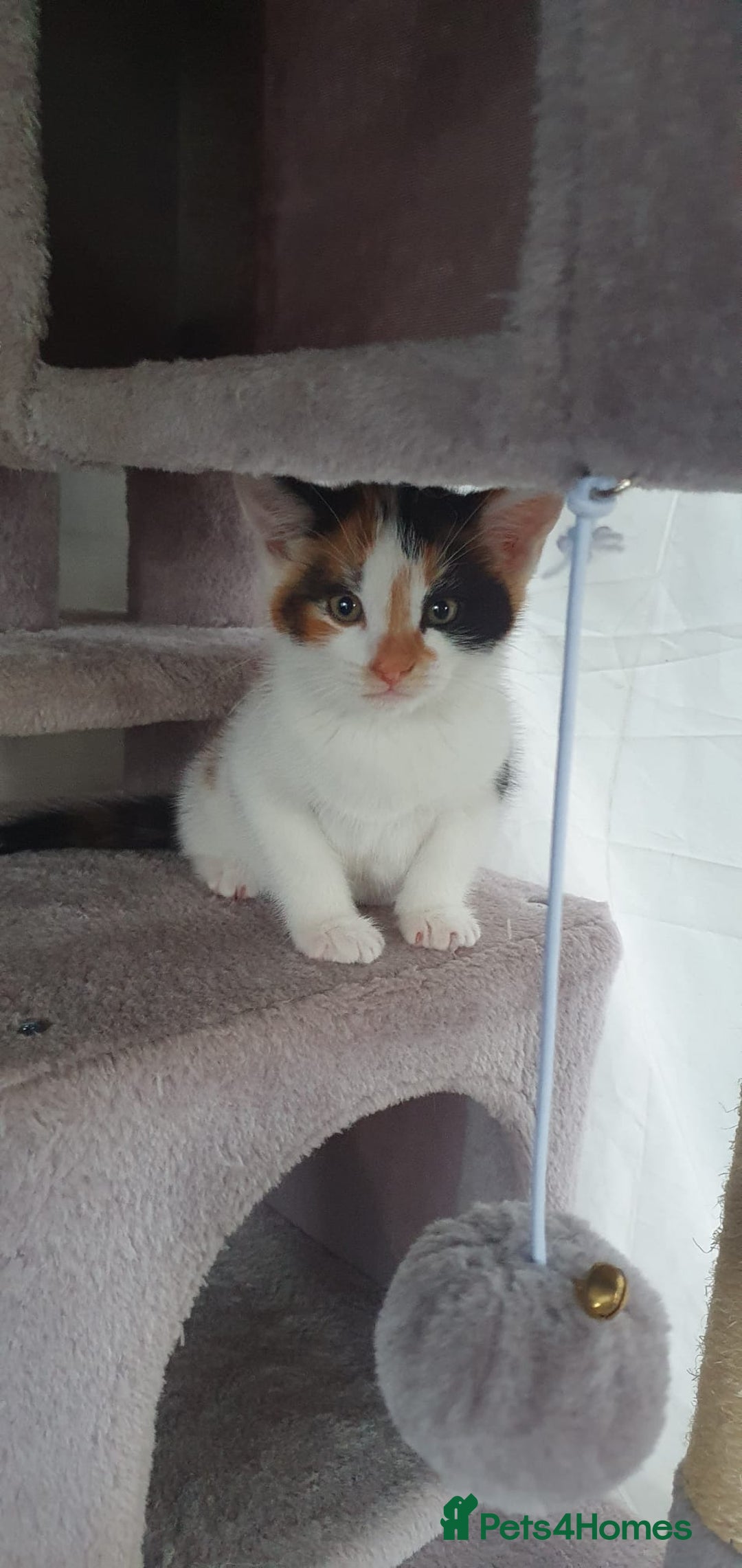 Mixed Breed cats for sale: 4 gorgeous kittens ready to find their new homes - Image 4