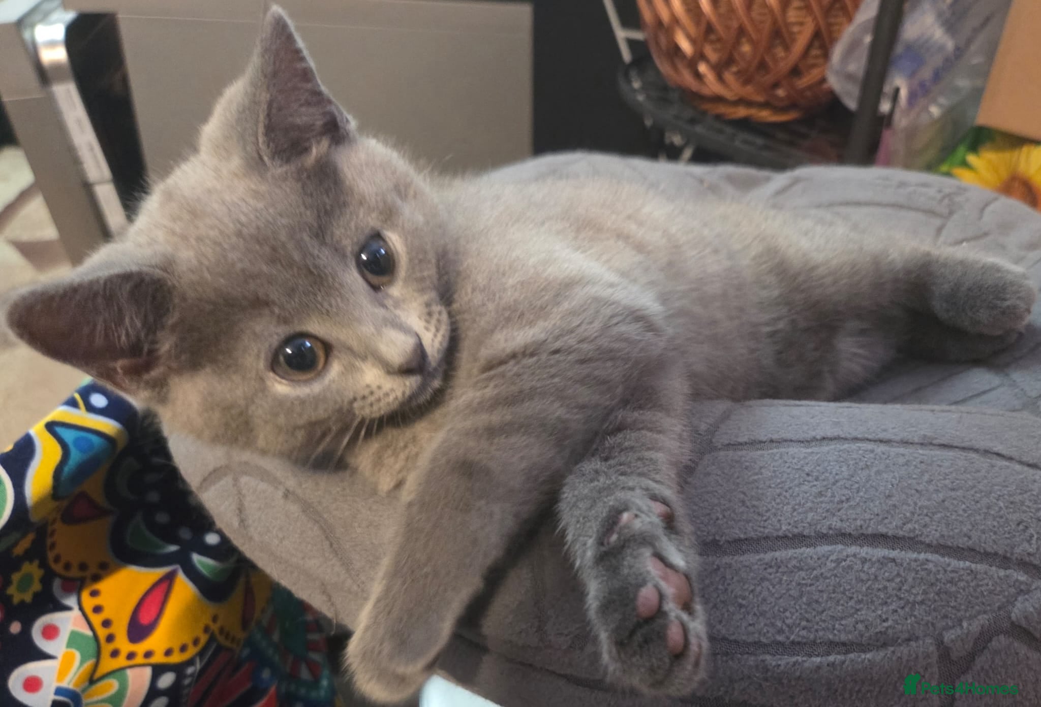 Russian Blue cats Pure Russian blue kittens. READY TO LEAVE  - Advert 16
