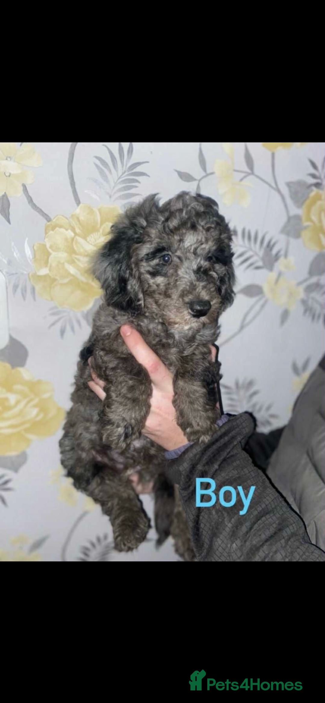 Miniature Poodle dogs for sale: Miniature poodles  - Image 5
