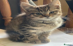 Mixed Breed cats for sale: Tabby kittens  - Image 1