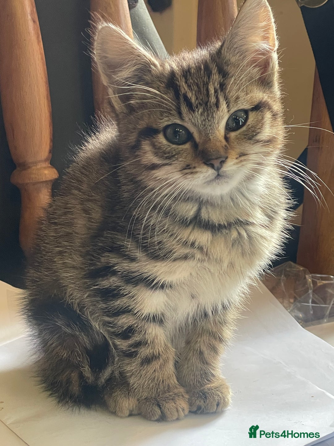 Mixed Breed cats for sale: Tabby kittens  - Image 1