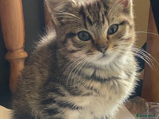 Mixed Breed cats for sale - Advert 1