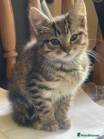 Mixed Breed cats - Advert 1