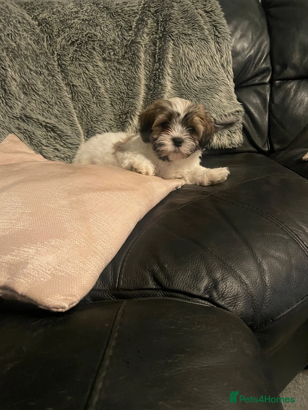 Malshi dogs for sale: Only genuine buyers please - Advert 6