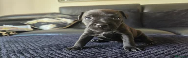 Patterdale Terrier 2