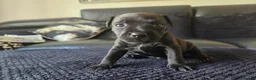Patterdale Terrier dogs for sale: Patterdale Terrier Puppies - Advert 7