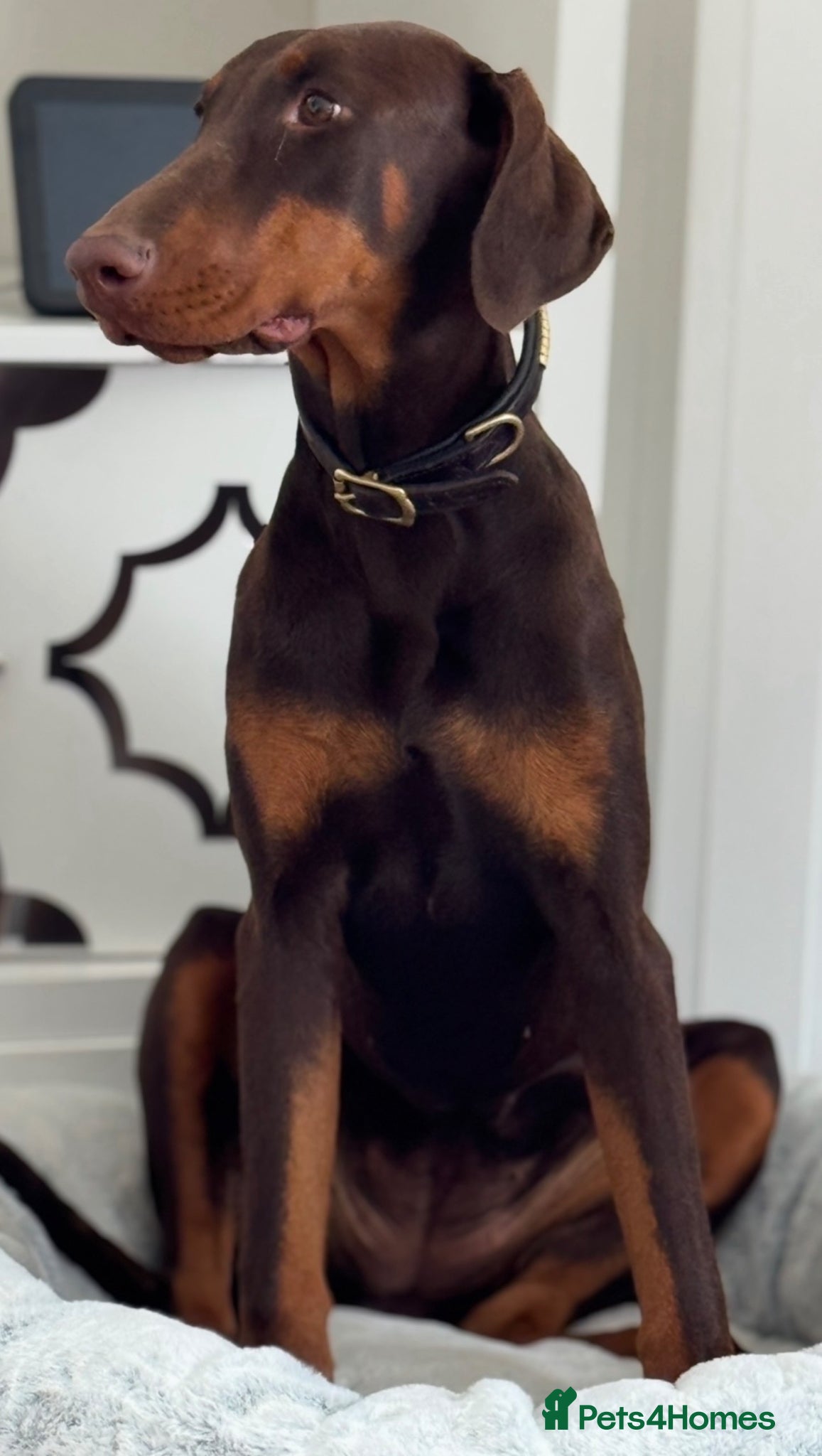 Dobermann dogs Chocolate tan Bitch 15months old - Advert 3