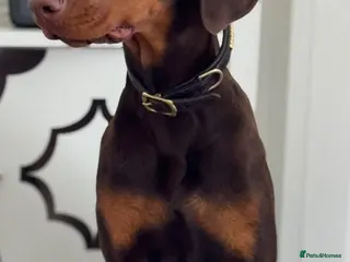 Dobermann dogs Chocolate tan Bitch 15months old - Advert 3