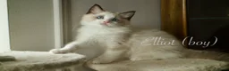 Ragdoll cats for sale: TICA championship Ragdoll Kittens  in London - Advert 16