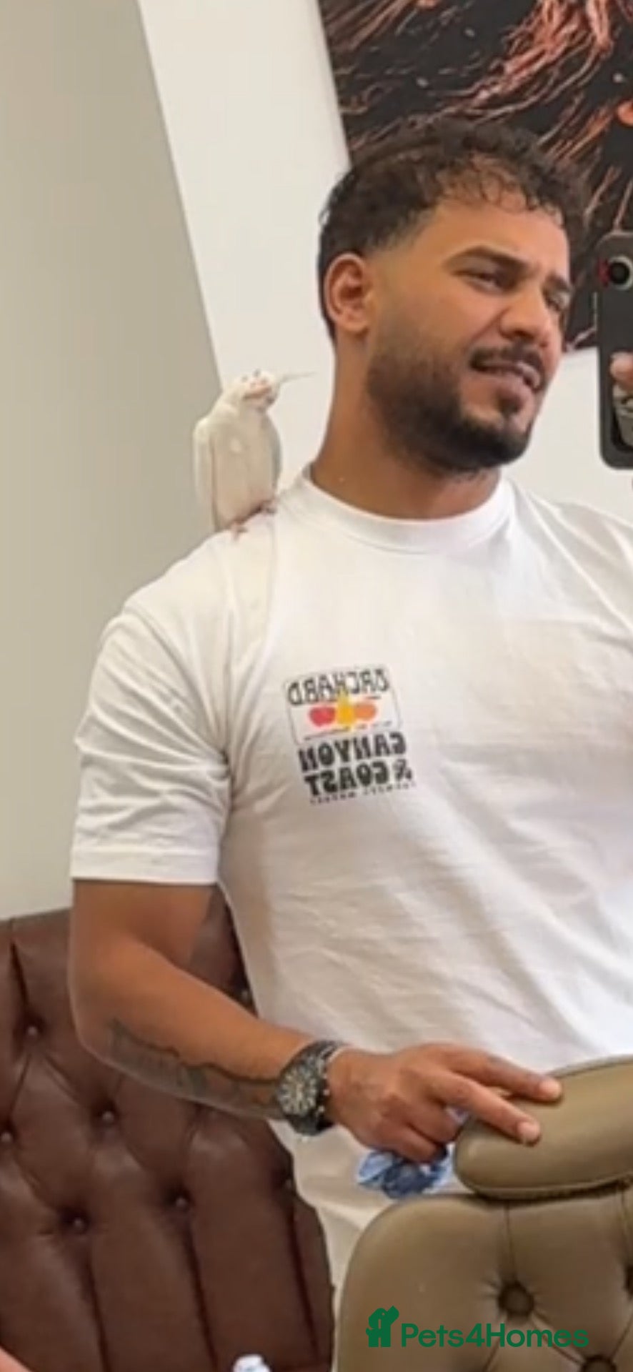 Mixed Breed birds cardiff - Advert 1