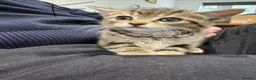 Mixed Breed cats for sale: Mixed breed kittens  in Colchester - Advert 4