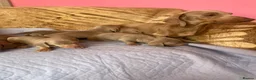 Miniature Dachshund dogs for sale: Miniature dachshunds, Puppies in Basildon - Advert 13
