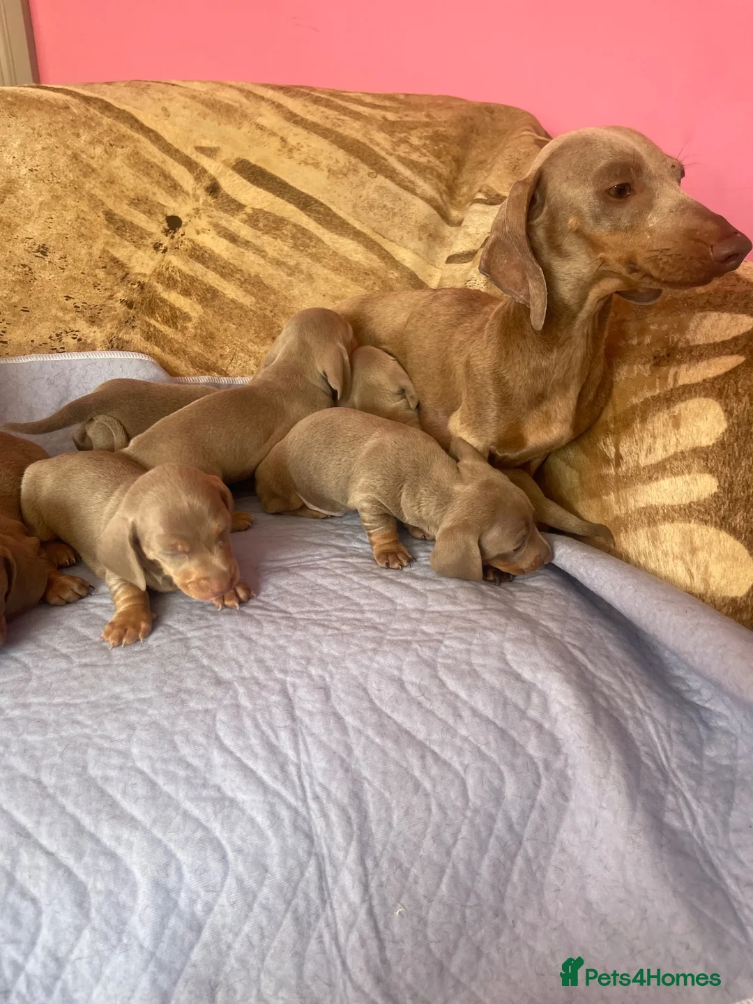 Miniature Dachshund dogs for sale: Miniature dachshunds, Puppies in Basildon - Advert 13