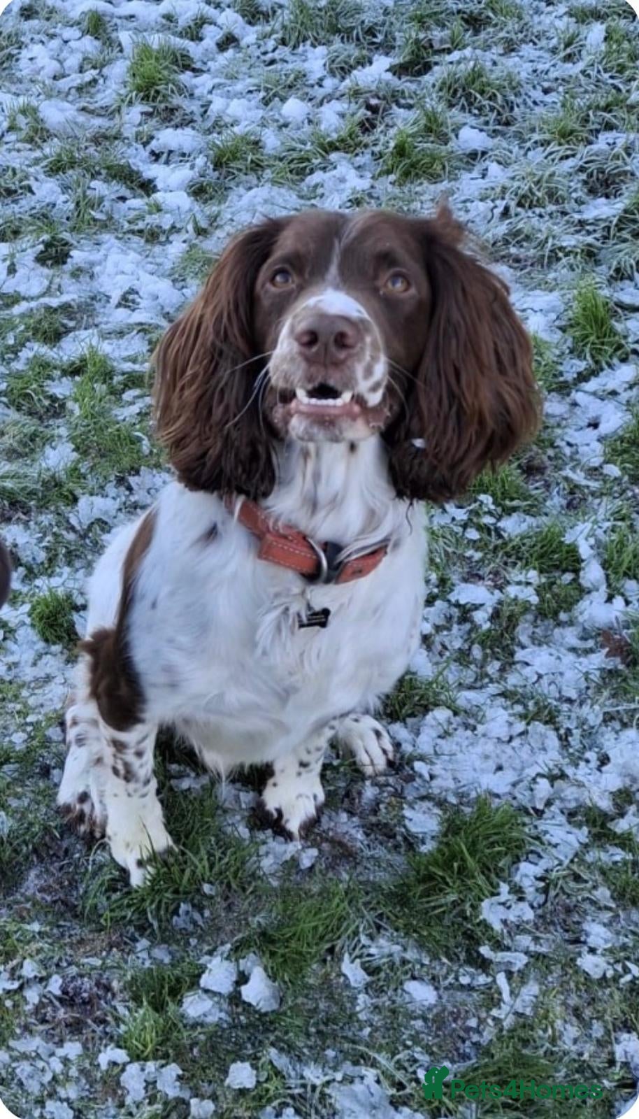 English Springer Spaniel dogs 4 year old English Springer Spaniel  - Advert 3