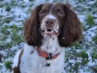 English Springer Spaniel dogs 4 year old English Springer Spaniel - Advert 3