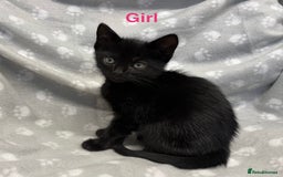 Domestic Shorthair cats for sale: Kittens ready for forever homes  - Image 4