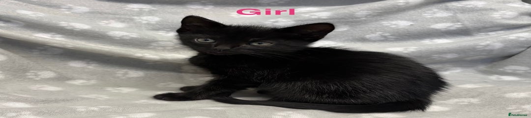 Domestic Shorthair Kitten 4
