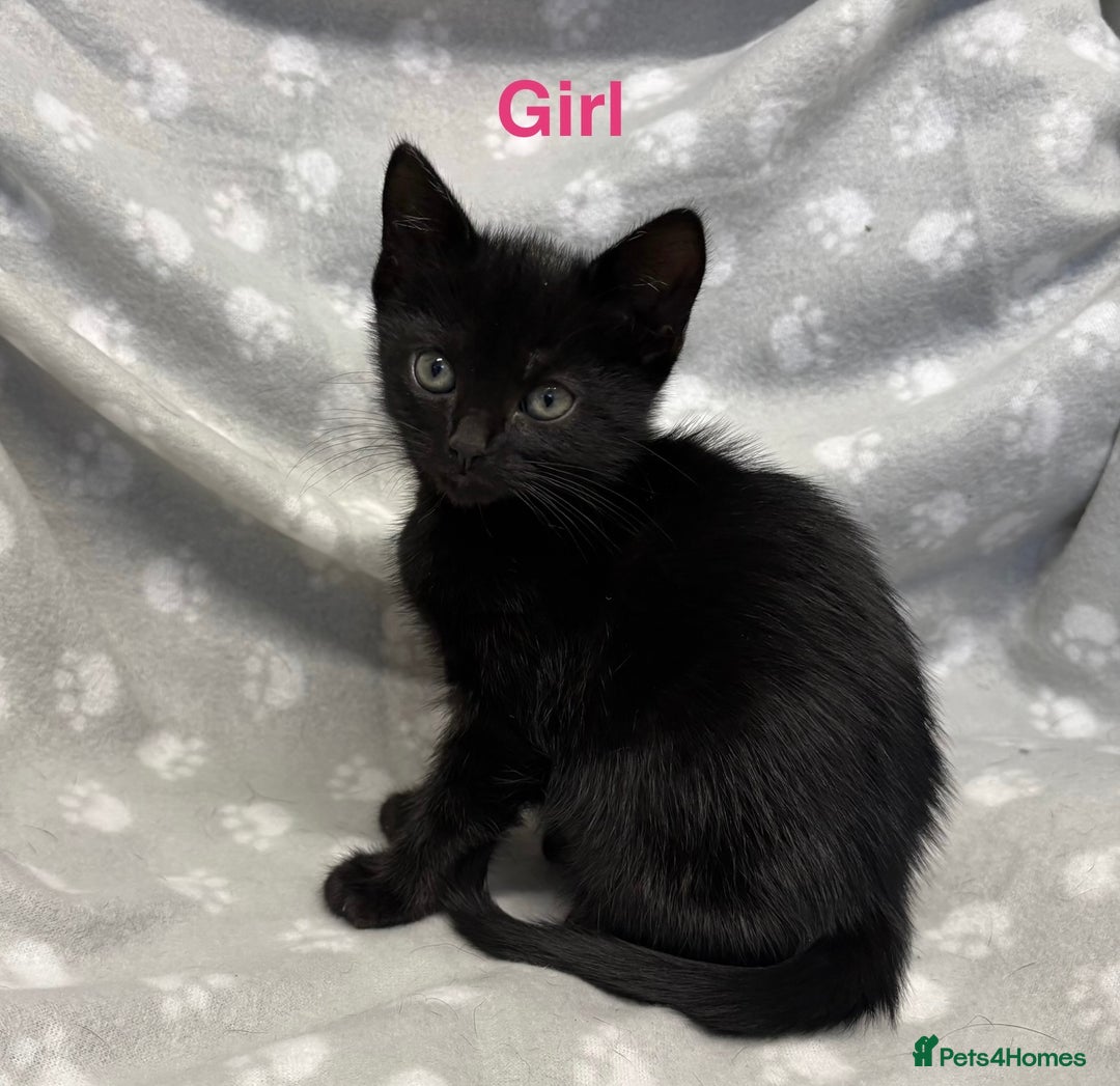 Domestic Shorthair cats for sale: Kittens ready for forever homes  - Image 4