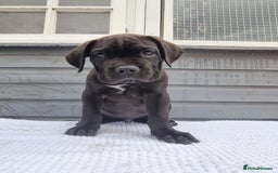 Cane Corso dogs for sale: Italian cane corso puppies  - Image 7