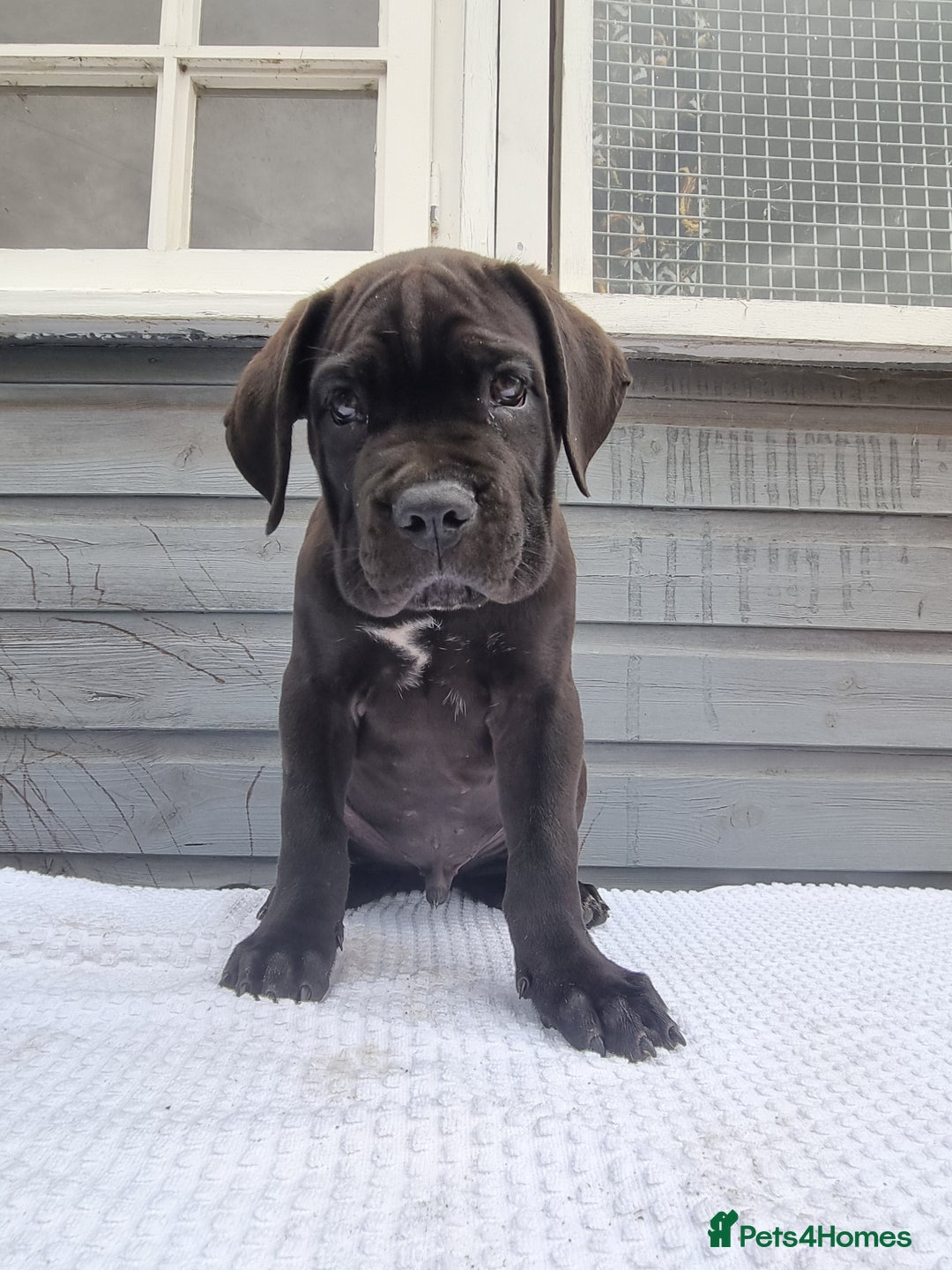 Cane Corso dogs for sale: Italian cane corso puppies  - Image 7
