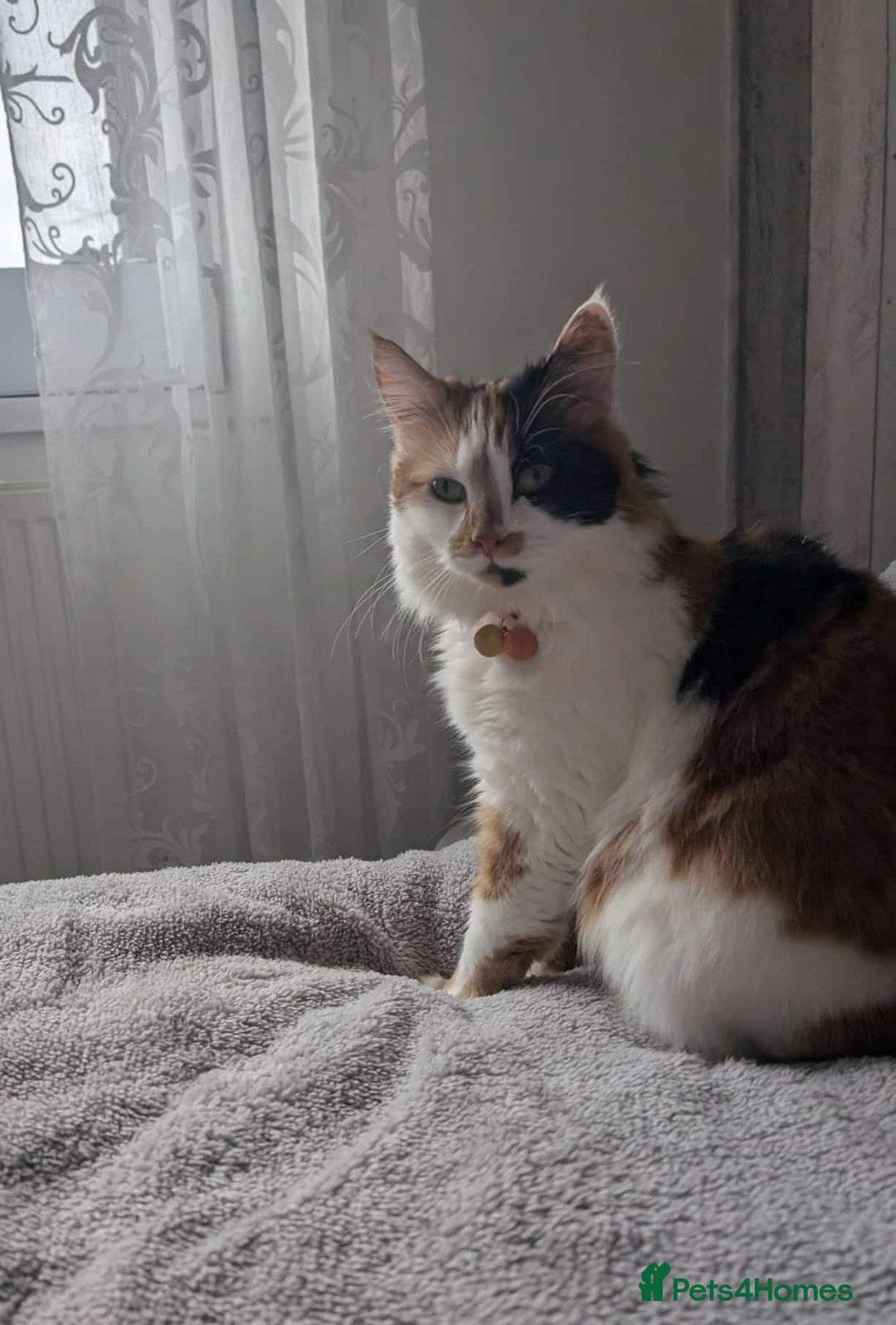 Mixed Breed cats for sale: Cat 🥰 - Advert 3