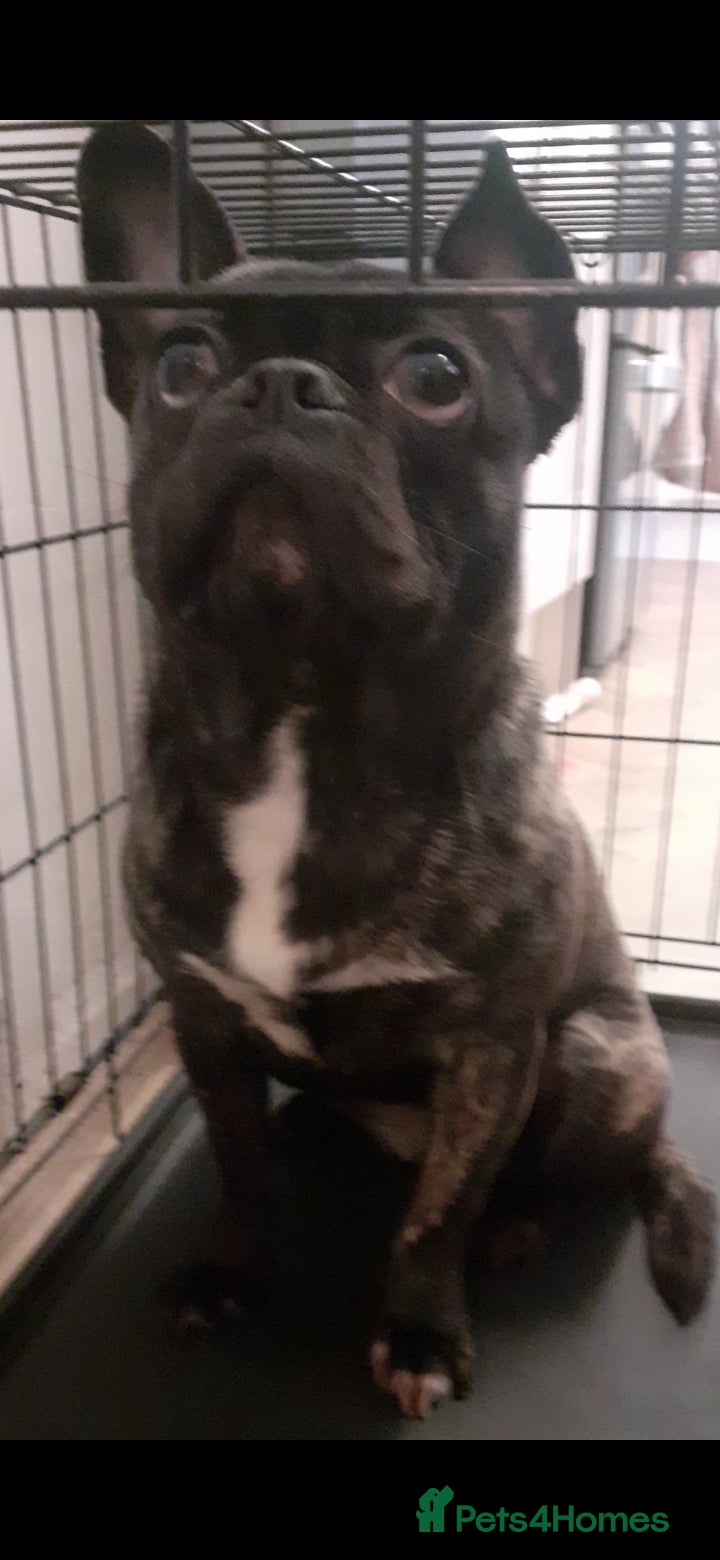 Frug dogs Frug for rehome - Advert 4