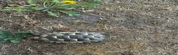 Tortoise reptiles for sale: 6 x spur thighed  1 x migrated - Advert 6