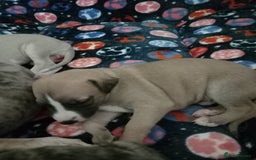 Whippet dogs for sale: Top Class Whippet Puppies - Image 8