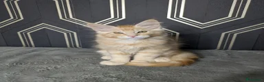 Maine Coon 3
