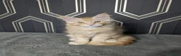 Maine Coon cats for sale: Male Maine coon kittens  - Advert 6