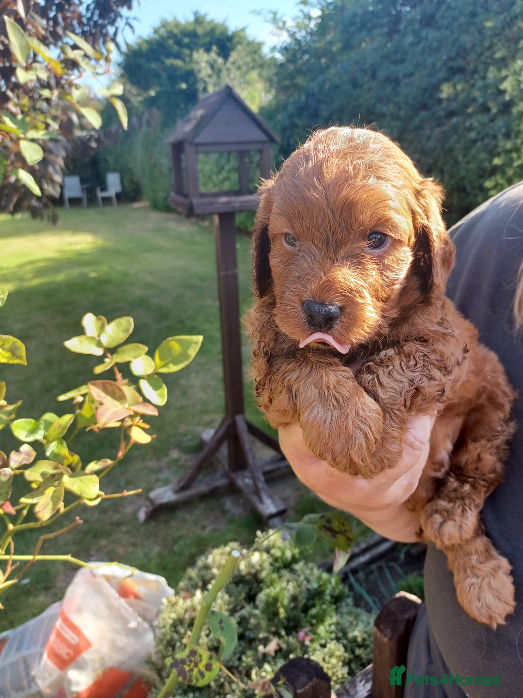 Cockapoo dogs for sale: Last one cockerpoo boy foxred  - Image 18