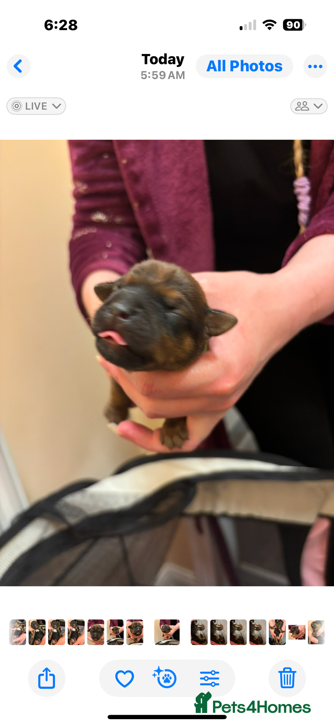 Mixed Breed dogs for sale: Beautiful patter dale x Lakeland terrier  - Image 19