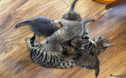 Mixed Breed cats for sale: Kittens (£250-£80) - Image 30