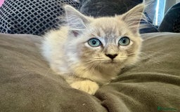 Ragdoll cats for sale: Blue bi colour and cream tabby point - Image 11