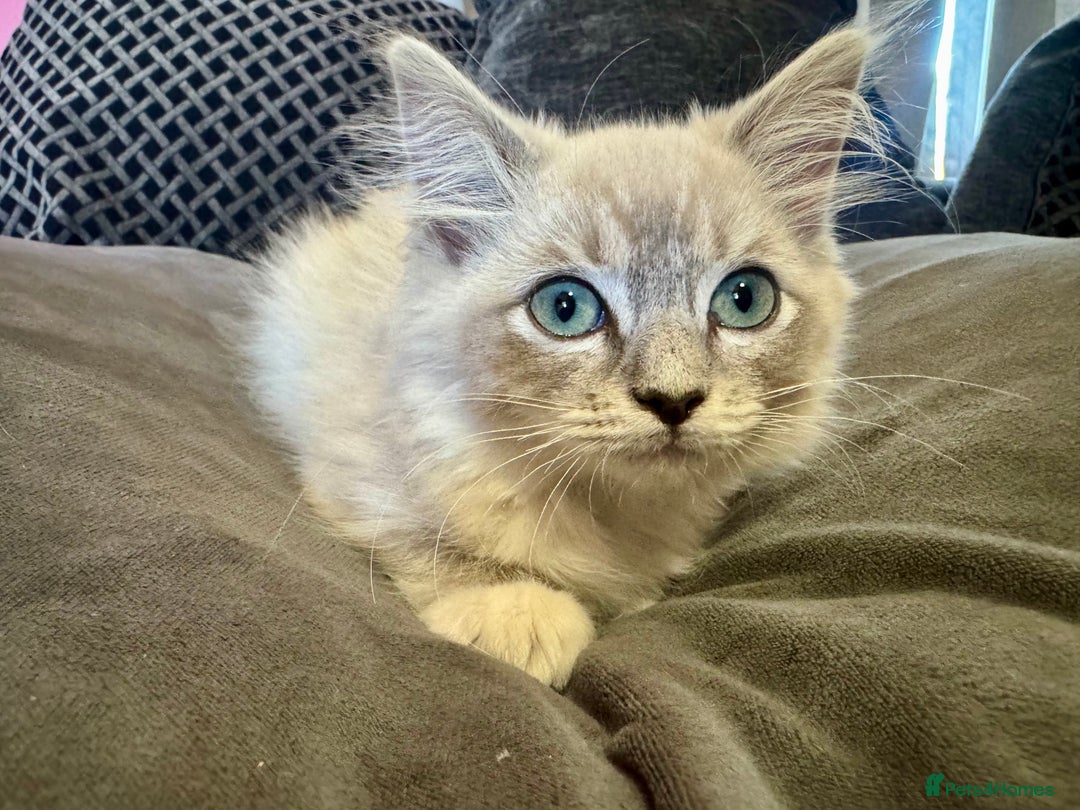 Ragdoll cats for sale: Blue bi colour and cream tabby point - Image 11
