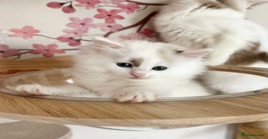 Ragdoll cats - Advert 1
