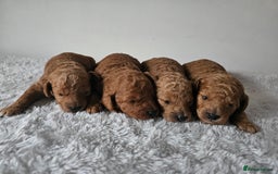 Cavapoochon dogs for sale: Toy cavapoochon F1b - Image 1