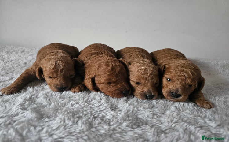 Cavapoochon dogs - Advert 2