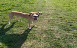 Mixed Breed dogs for sale: Beautiful saluki x greyhound for adoption - Image 9
