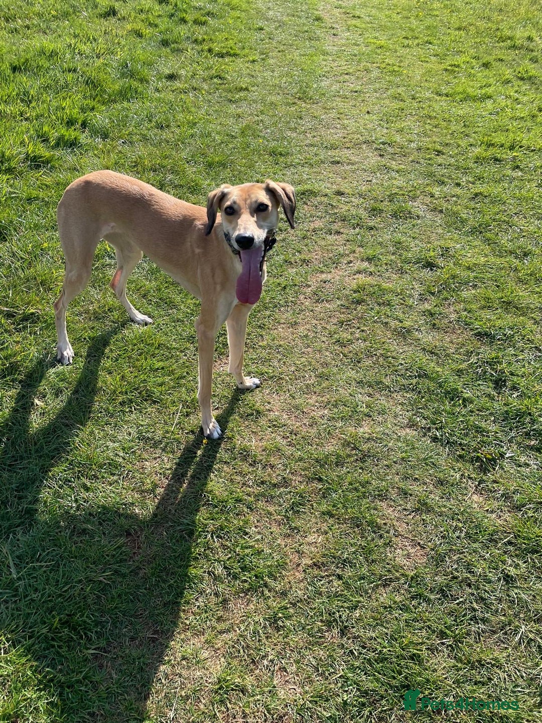 Mixed Breed dogs for sale: Beautiful saluki x greyhound for adoption - Image 9