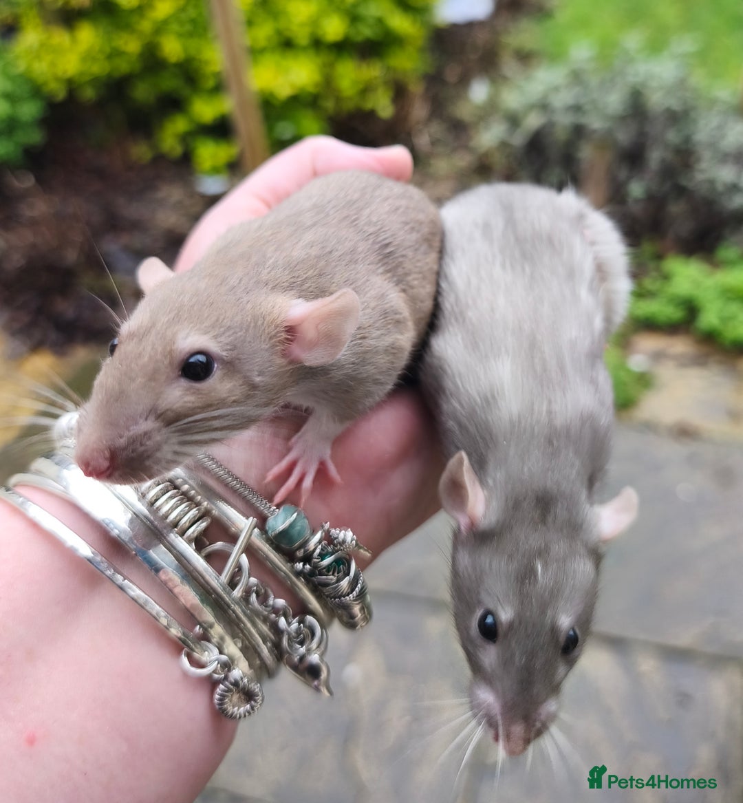 Rat rodents for sale: Female Dumbo rats black, blue, mink cinnamon  - Advert 3