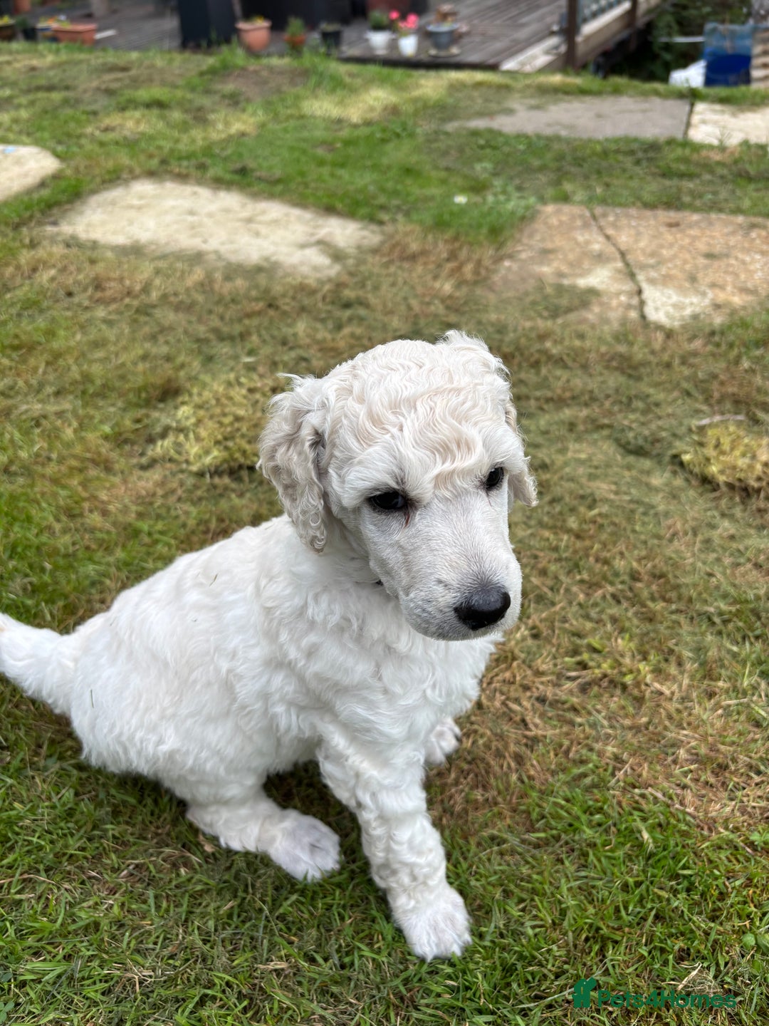 Standard Poodle dogs for sale: Standard poodle  - Image 30